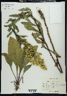 Solidago speciosa image