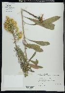 Solidago speciosa image