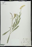 Solidago velutina image