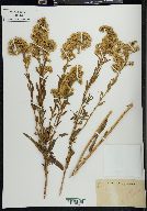 Solidago sempervirens image