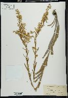 Solidago sempervirens image