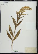 Solidago sempervirens image