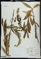 Solidago sempervirens image