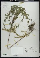 Solidago celtidifolia image