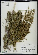 Solidago salicina image