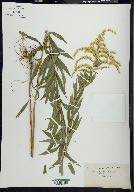 Solidago rupestris image