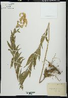 Solidago rupestris image