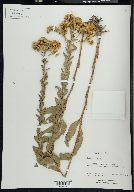 Solidago rigida image