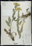 Solidago rigida image