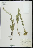 Solidago rigida var. glabrata image