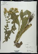 Solidago rigida image