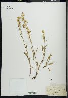 Solidago racemosa image