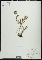 Solidago randii image