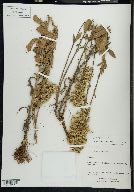 Solidago radula image