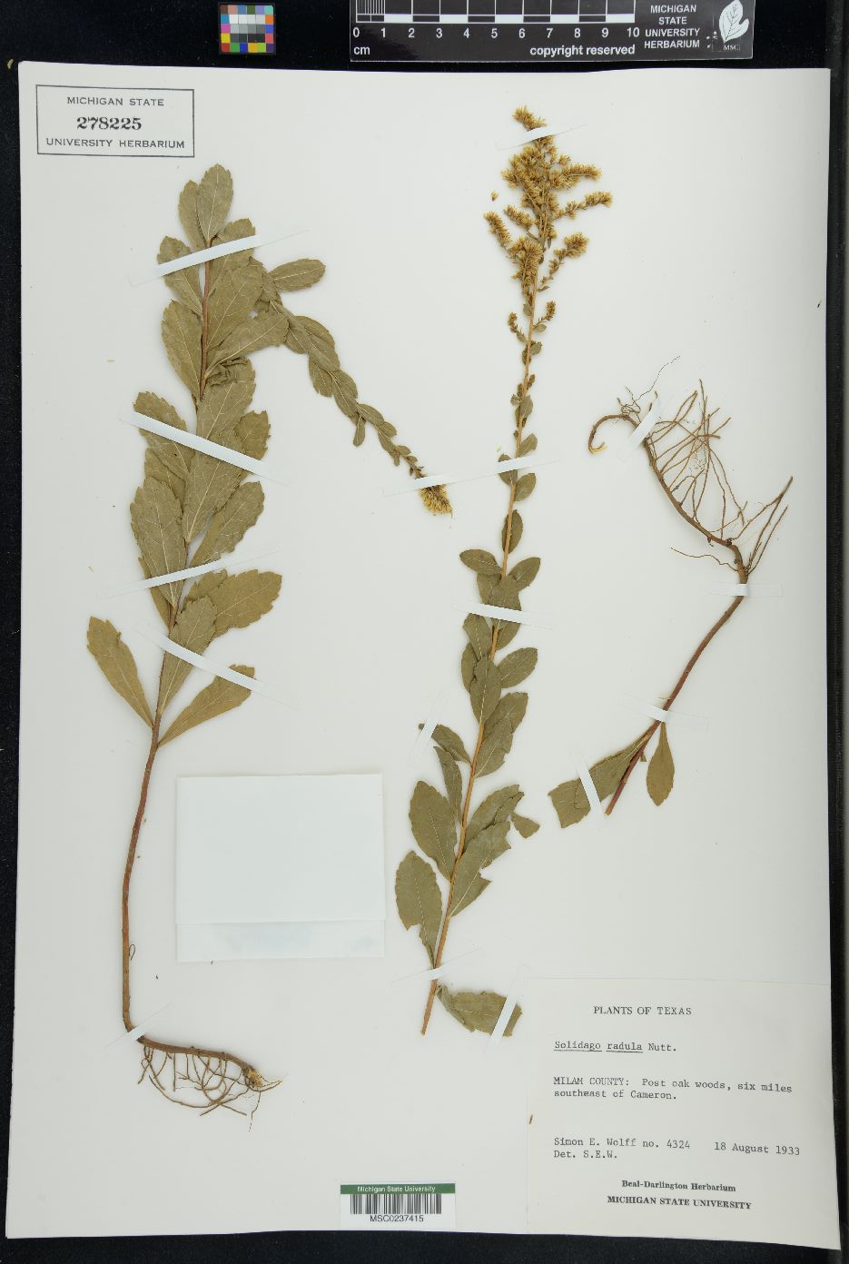 Solidago radula image
