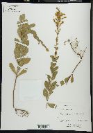 Solidago radula image