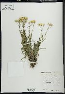 Solidago ptarmicoides image