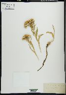 Solidago pumila image