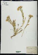 Solidago pumila image