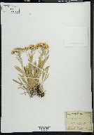 Solidago pumila image