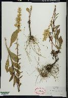 Solidago puberula image