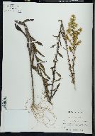 Solidago puberula image