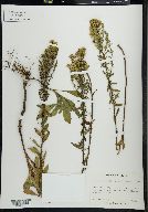 Solidago puberula image