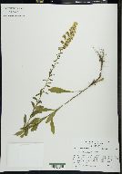 Solidago puberula image