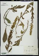 Solidago puberula image