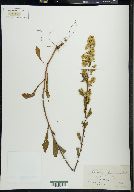 Solidago puberula image