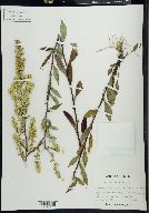 Solidago puberula image