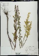 Solidago puberula image