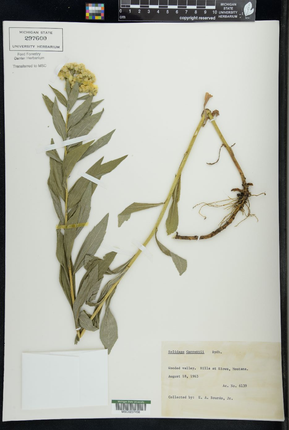 Solidago garrettii image