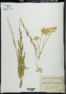 Solidago gattingeri image