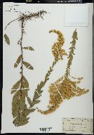 Solidago pilosa image