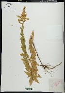 Solidago pilosa image