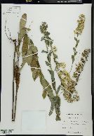 Solidago petiolaris image