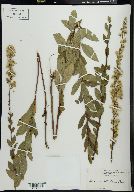 Solidago petiolaris image