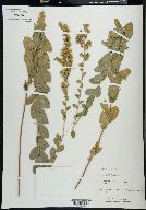 Solidago petiolaris image