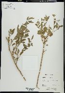 Solidago petiolaris image