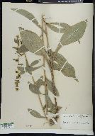 Solidago patula image