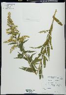 Solidago patula image