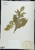 Solidago patula image