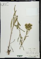 Solidago nitida image