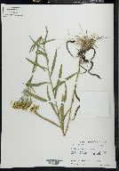 Solidago nitida image