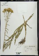 Solidago nitida image