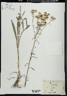 Solidago nitida image