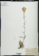 Solidago nana image