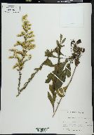 Solidago nemoralis var. haleana image