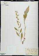 Solidago monticola image